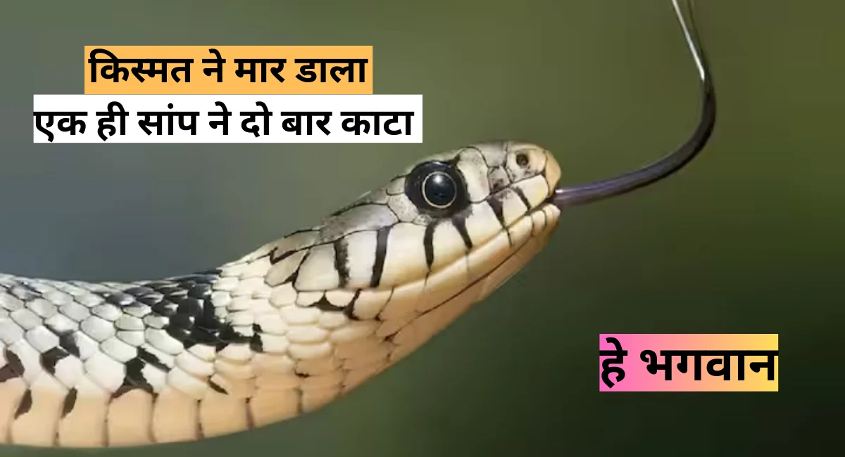 Snake Bite: सांप ने पहली बार काटा तो बच, उसी सांप ने फिर 6 दिन बाद काटा इस बार हो गयी मौत जानते है पूरा मामला